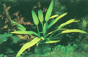 Echinodorus sp. Long Leaf